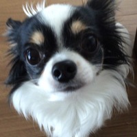 ヴィトー