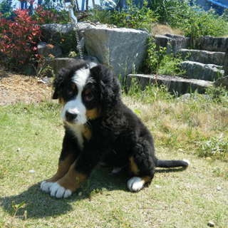 生きるぬいぐるみバーニーズパピーの里親募集中です！