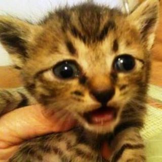 うどちゃん。ミルクで育ててくださる方を募集