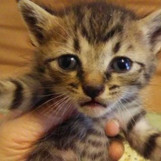 たらちゃん　　ミルクで育ててくださる方募集