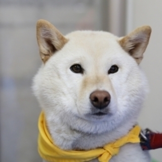 ツンデレ白柴ももちゃん 大阪府 犬の里親募集 ペットのおうち 月間利用者150万人