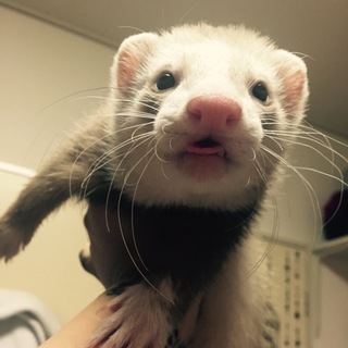 カナディアン♂2匹 シャンパン/アルビノ