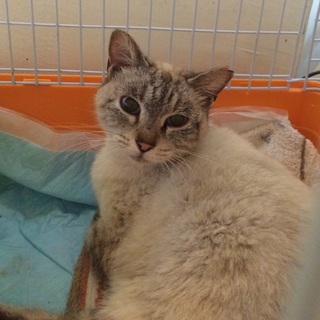 シャム系mix丸くて可愛い女の子