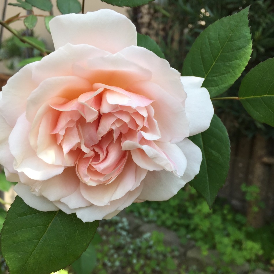 りんごのカバー写真