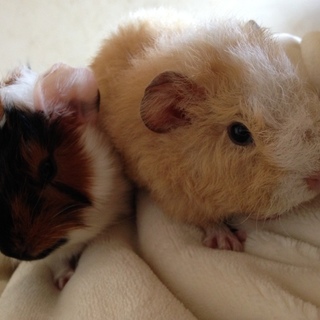 モルモット里親募集