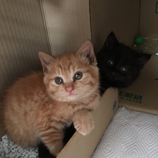 再募集！茶虎と黒の兄弟