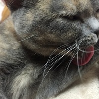 くくり