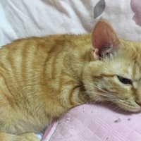 ハニー