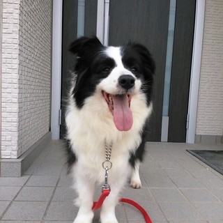 穏やかなボーダーコリー♀セーラ