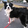 穏やかなボーダーコリー♀セーラ サムネイル2