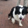 穏やかなボーダーコリー♀セーラ サムネイル5