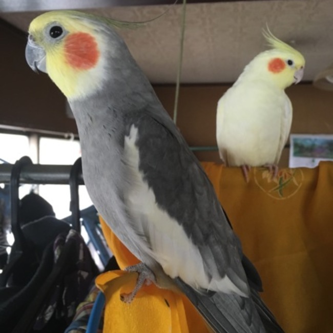 チロたん のカバー写真