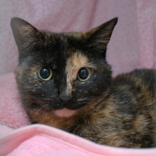 【4/24池袋譲渡会】美人甘えん坊♪サリー