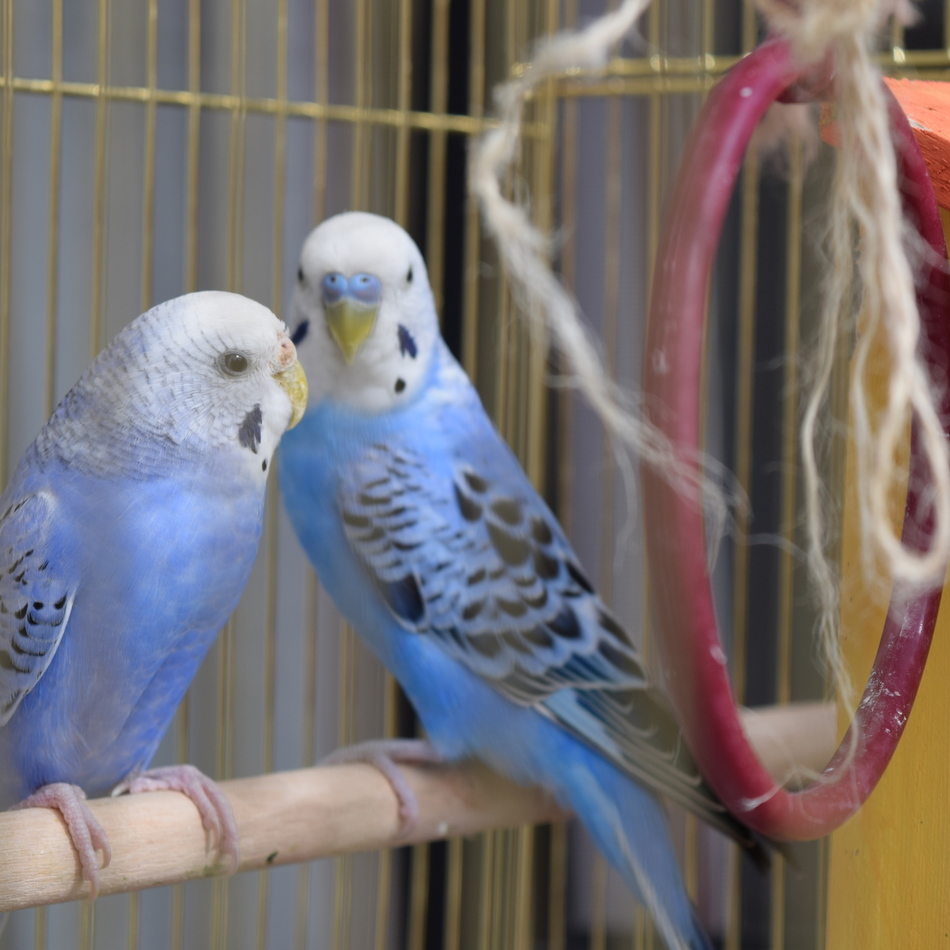 ブルーのカバー写真