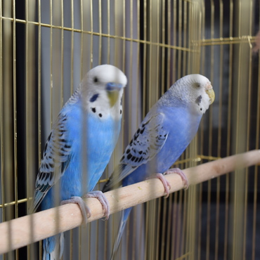 左がブルー、右がブルーの嫁のラッティです