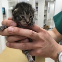 生後10日の赤ちゃん猫