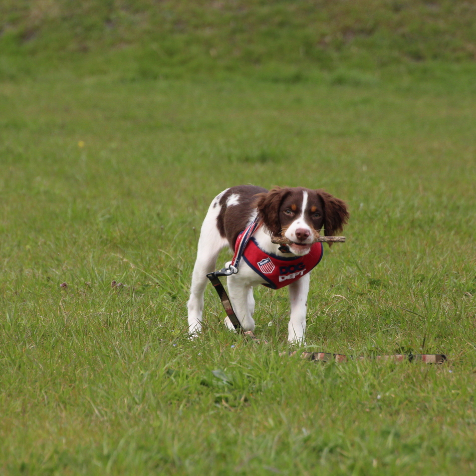チェスのカバー写真