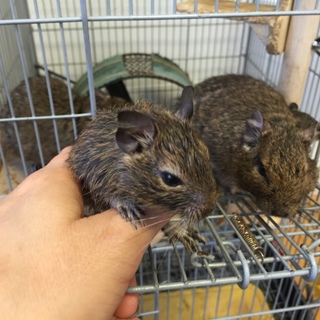 交渉中につき募集一旦停止 デグーの赤ちゃん
