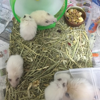 ゴールデンハムスターの里親