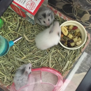 ゴールデンハムスター オス