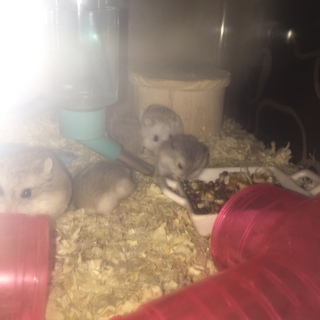 ロボロフスキーハムスターの里親さん募集 オスのみ