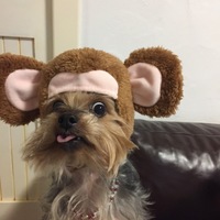 つぶ