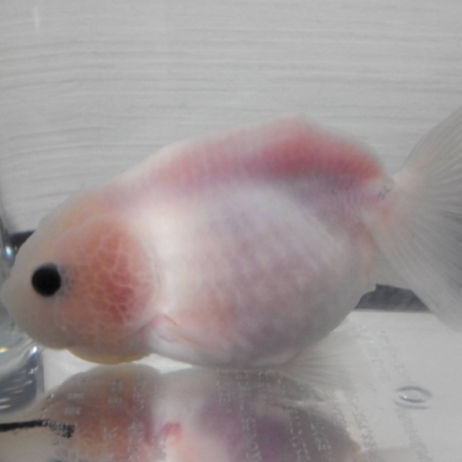 ハム金魚のカバー写真