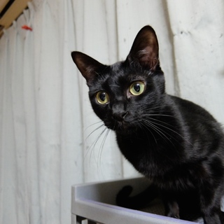 ツヤツヤ真っ黒の控え目男子、ブーンくん