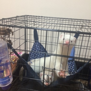 フェレット2匹♂です。