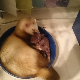 マーシャルフェレットです