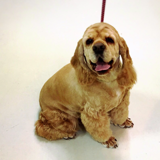 アメコカ★女の子★ソフィーちゃん