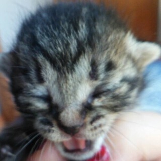 里親決定しました　ありがとうございました