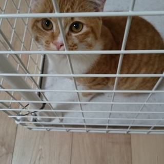 ｽｺﾃｨｯｼｭ人懐こい子猫