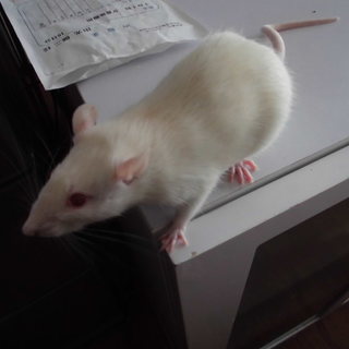 ファンシーラットの里親募集