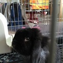 5歳 ホーランドロップイヤー