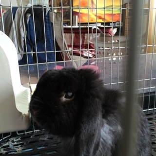 5歳 ホーランドロップイヤー