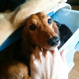 Mダックス　オス　８～９歳位　成犬甘えん坊くん♪