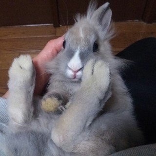ふわふわのうさぎ　なついています