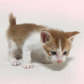 茶白☆来叶(ライト)くん　1ヵ月