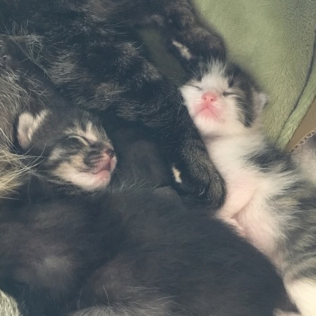 ももいろぺりかんのカバー写真