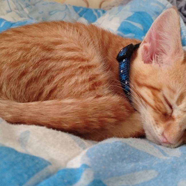 小粒のカバー写真