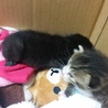 生まれたばかりの子猫２匹 サムネイル2