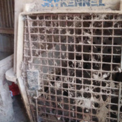 4.21　動物愛護法改正へ向けての交流集会＠衆議院会館 サムネイル1