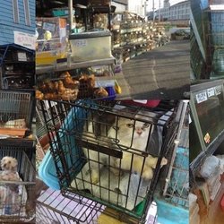 4.21　動物愛護法改正へ向けての交流集会＠衆議院会館 サムネイル3