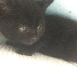 黒の子猫の里親さん募集