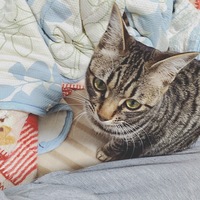 かくたろう