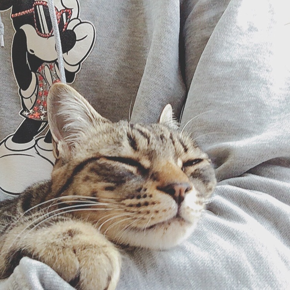 かくたろうのカバー写真