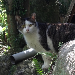 優しいキジちゃん♀