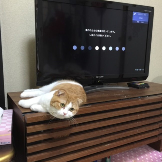 あおいくんのママのカバー写真