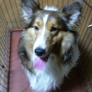 ★散歩大好き★シェルティー★
